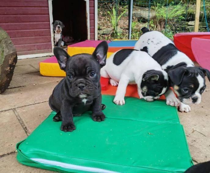 Adoptujte si štěňata francouzských buldočků!