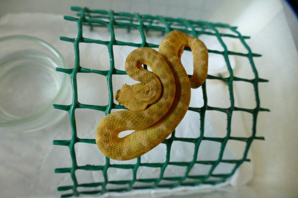 Křovinář ostnitý