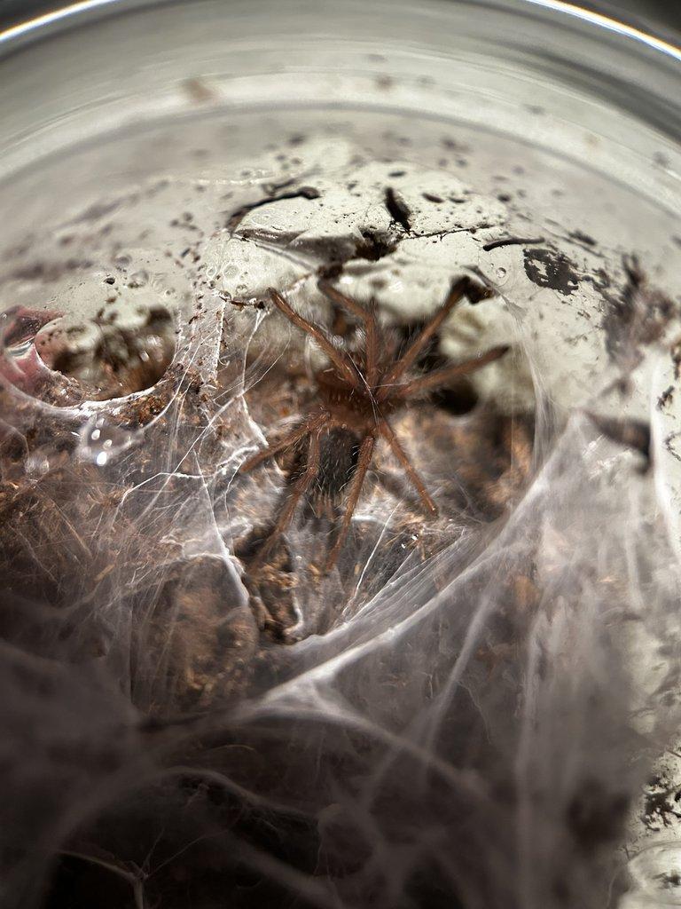 Chilobrachys natanicharum 2. - 3. svlek