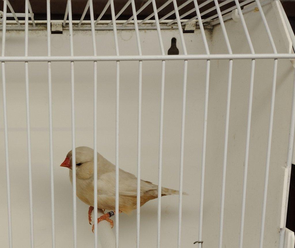 Zebřičky a stříbrozobky