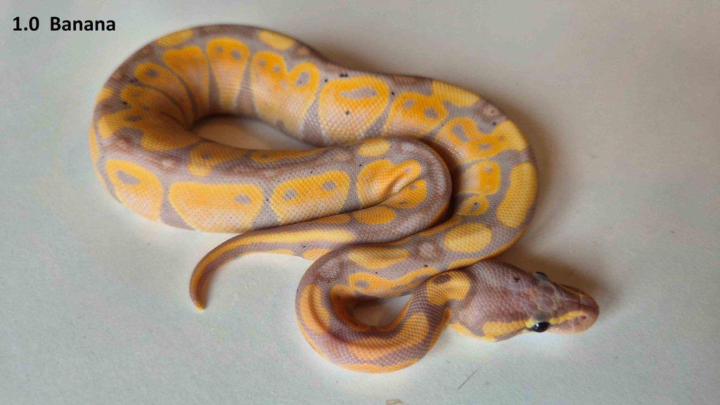 Krajta královská - prodám vlastní odchov 2023 - 2025