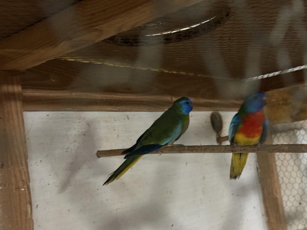 Neoféma modrohlavá