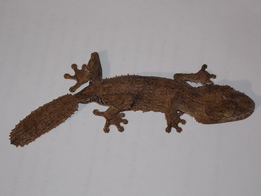 Uroplatus giganteus , sikorae MDA - dovezu 11.4. na ŽE Praha