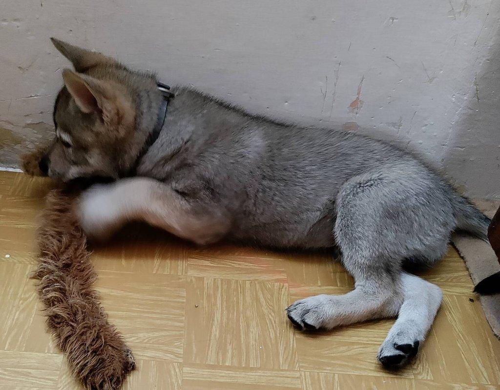 Československý vlčák - štěně s PP TOP prac.spojení