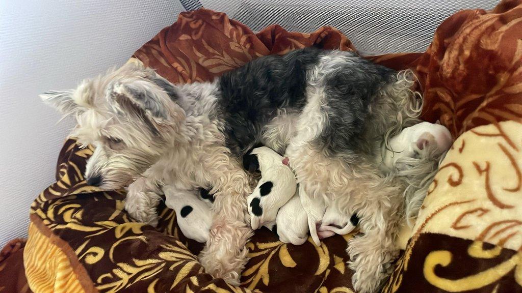 Nabízím k rezervaci štěňátka biewer teriér bez PP