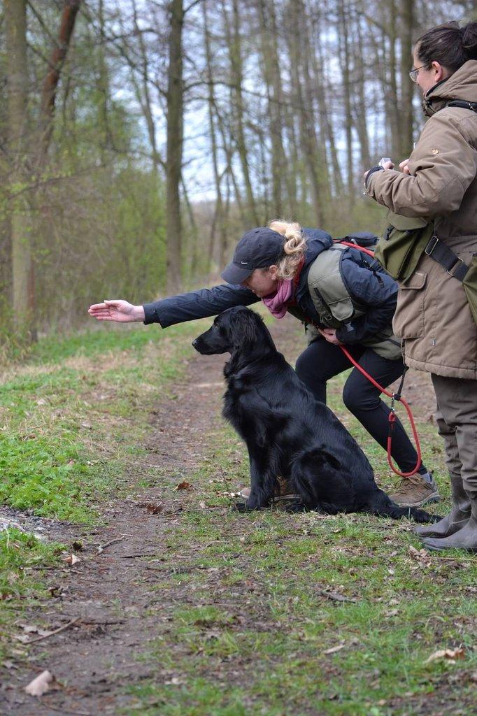 Štěňátka Flat Coated Retriever s PP