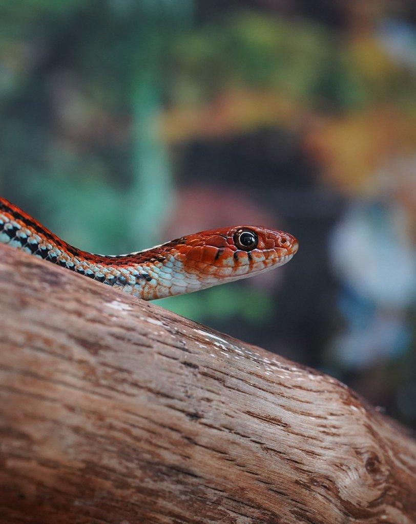 San Francisco Garter snake (Thamnophis sirtalis tetrataenia)