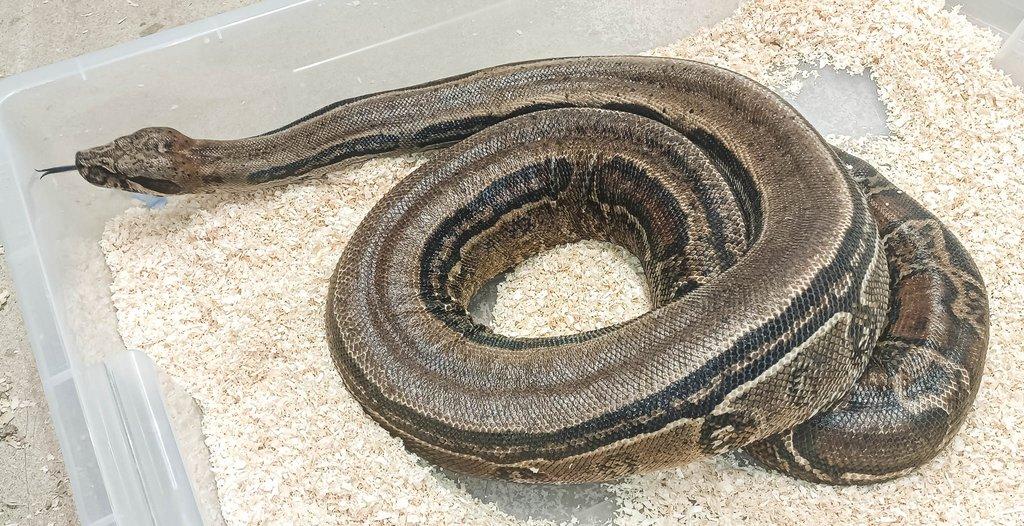 Adult Boa constrictor