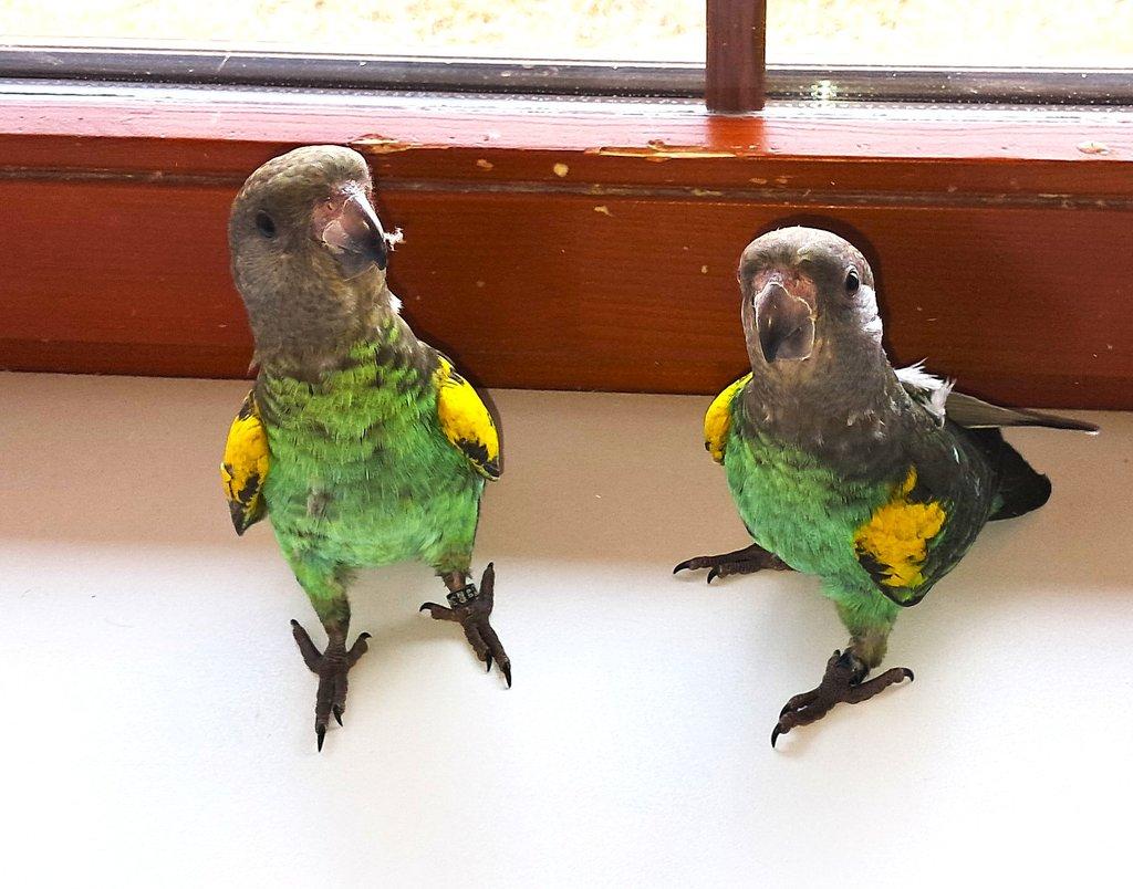 papoušek žlutotemenný (mayerův)