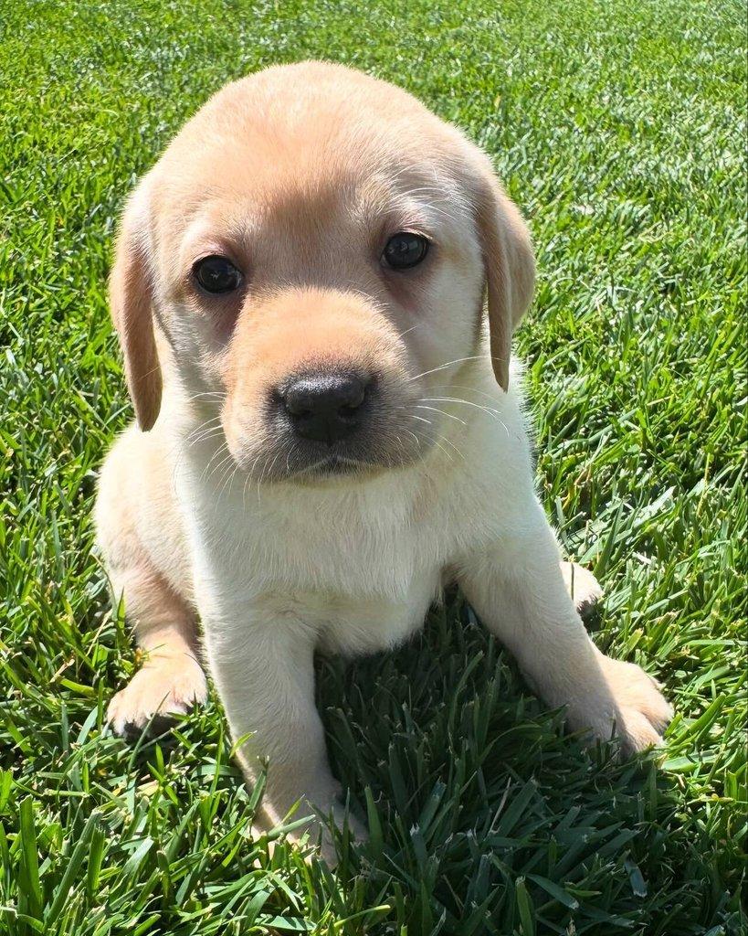 Labradorský retrívr na prodej