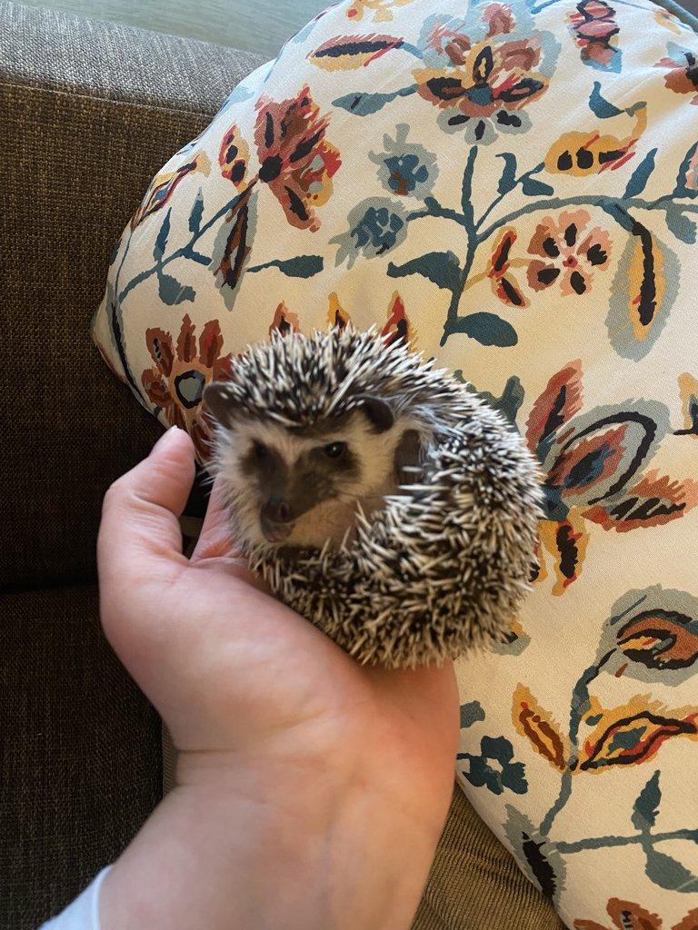 Africký pygmy ježek s PP - Chovatelská stanice Ježkovy voči