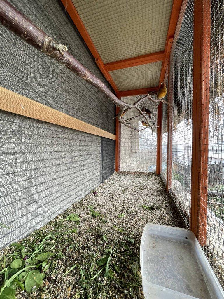 Kříženec konopka x kanářice