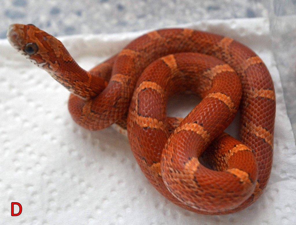 Prodám mláďata užovky červené (08/25)