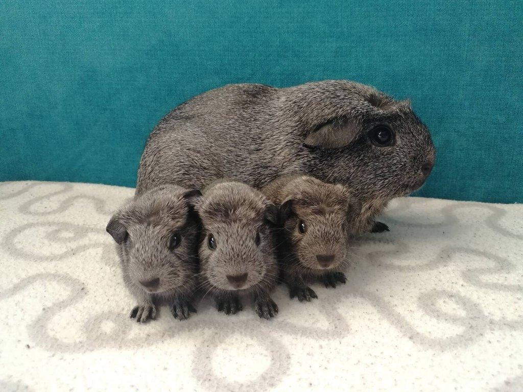 Morčata - hladké, crested