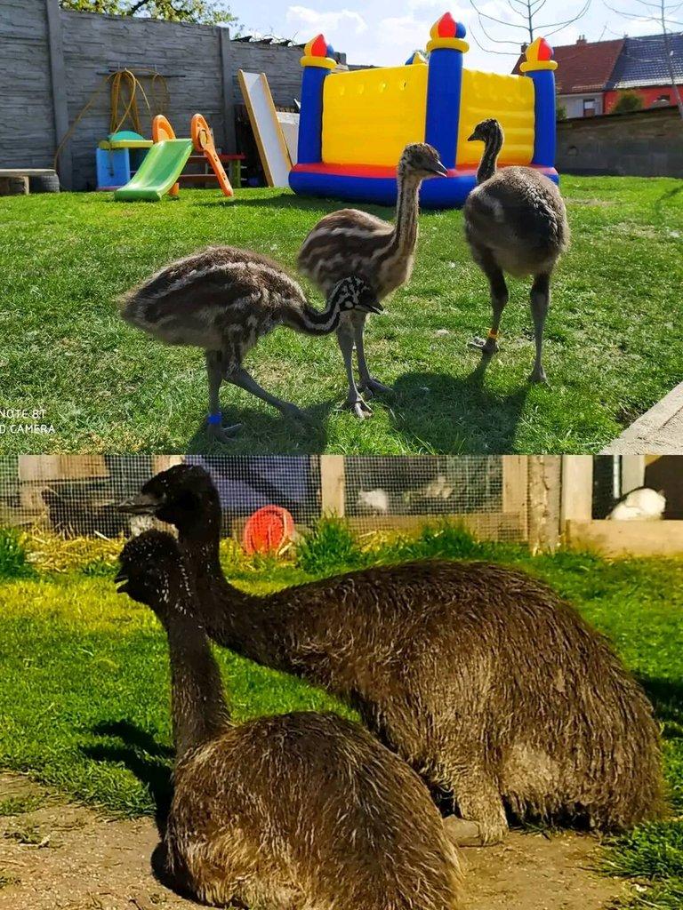 Pár emu hnědý