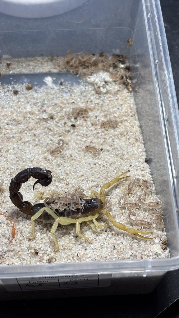 Parabuthus schlechteri