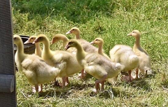 Prodám housata česká/landerská ,kačata indických běžcú