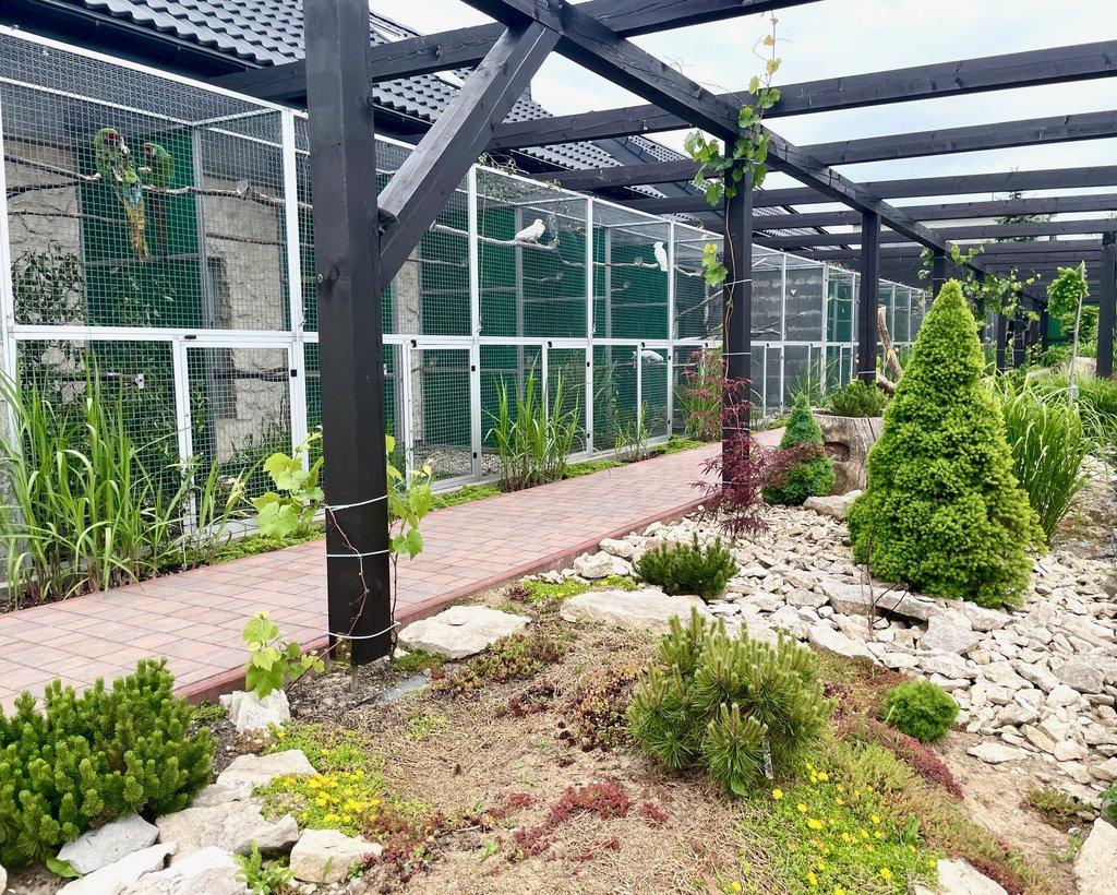 2.3 Ara kaninda glaucogularis