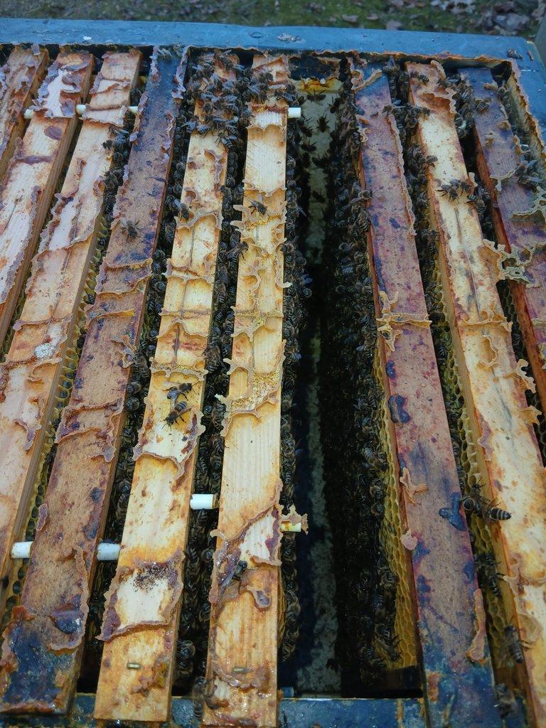 vyzimovaná včelstva - oddělky 39x24