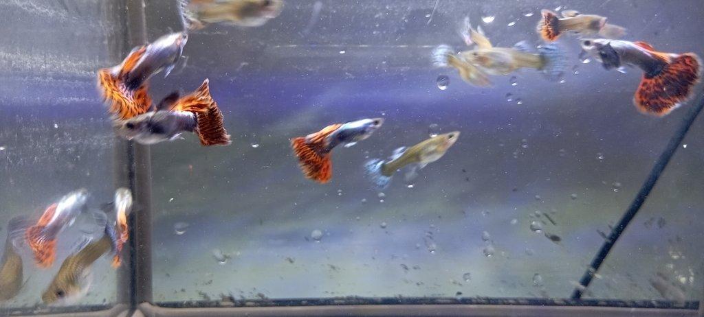 Poecilia reticulata - Red Mosaic Dumbo Ear