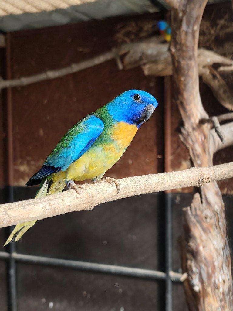 Neoféma modrohlavá