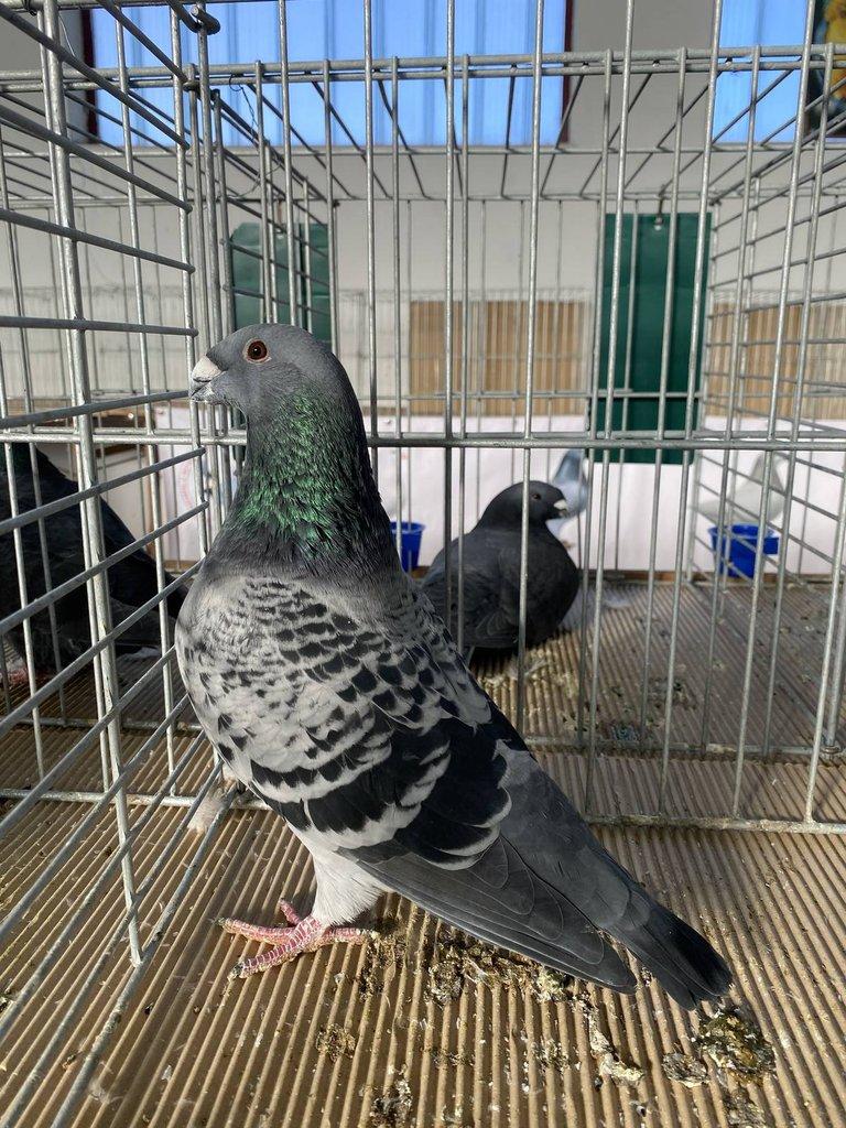 Prodám Americké výstavní