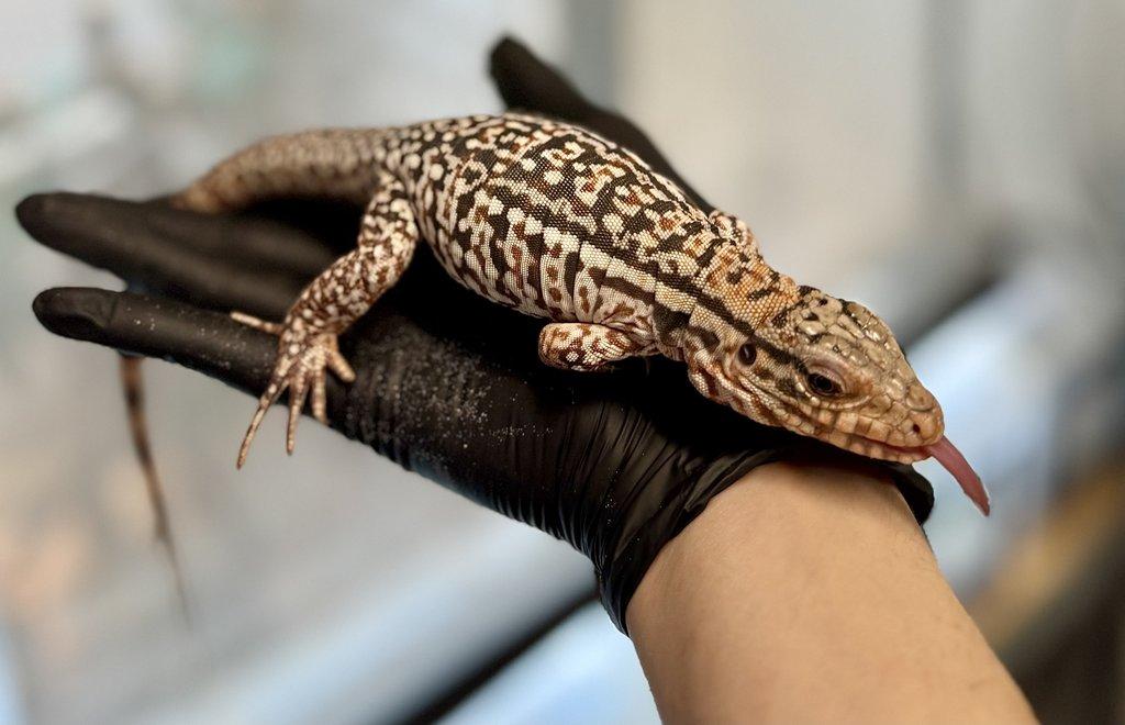 Teju červený - Salvator rufescen