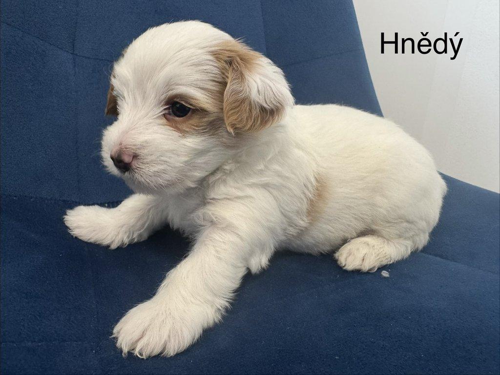 Nabízím k rezervaci štěňátka biewer teriér bez PP