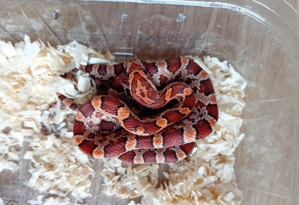 Užovka červená het. Scaleless