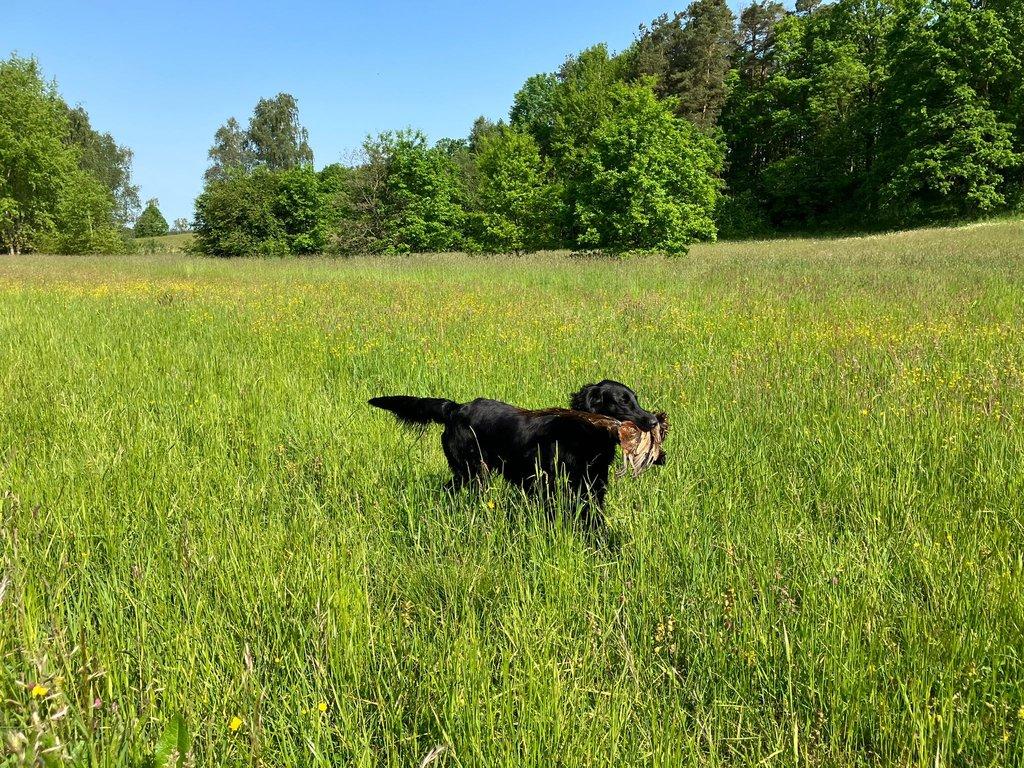 Štěňátka Flat Coated Retriever s PP