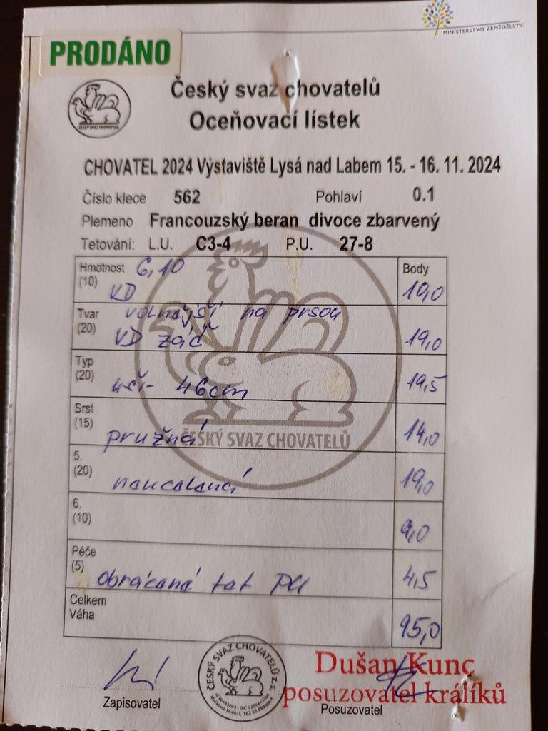 Francouzský beran divoký