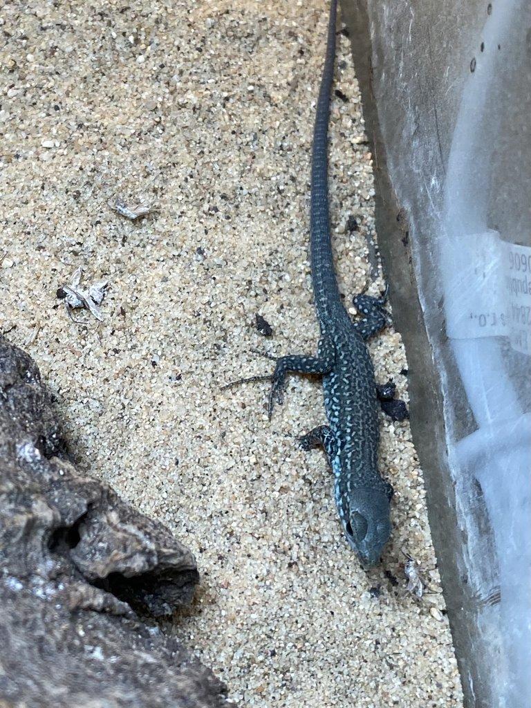 Podarcis Sicula Paulae