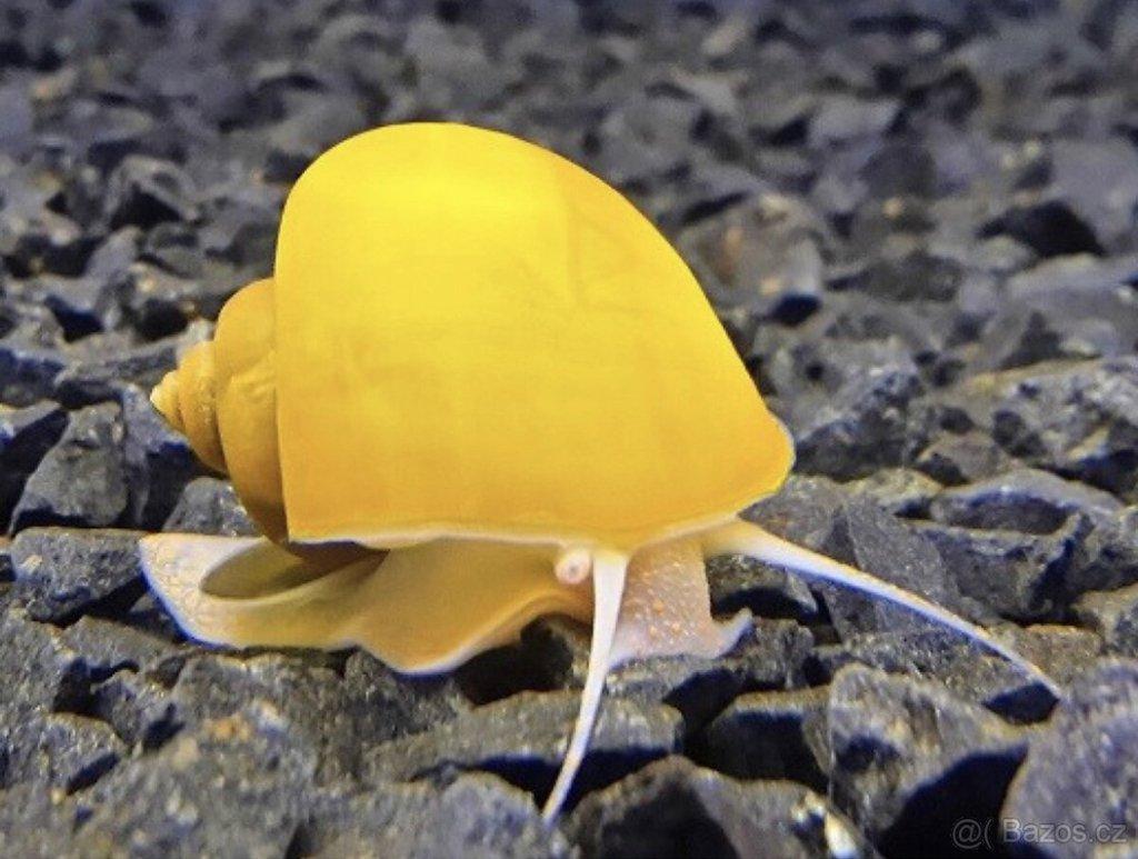 Ampulária žlutá - Ampullaria australis