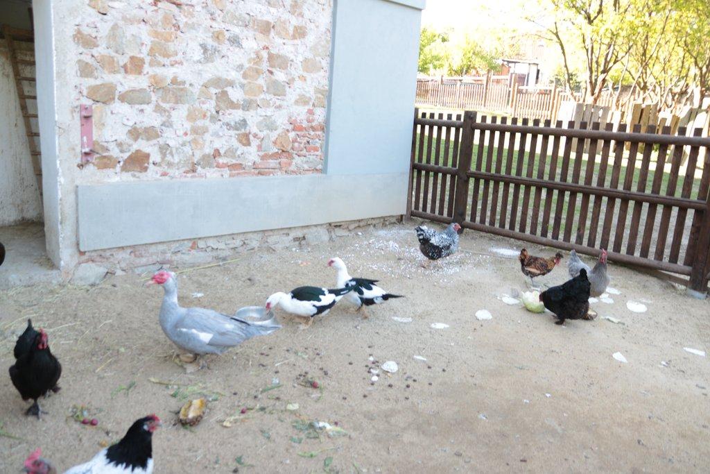 Pronájem celé samostatné stáje s výběhy