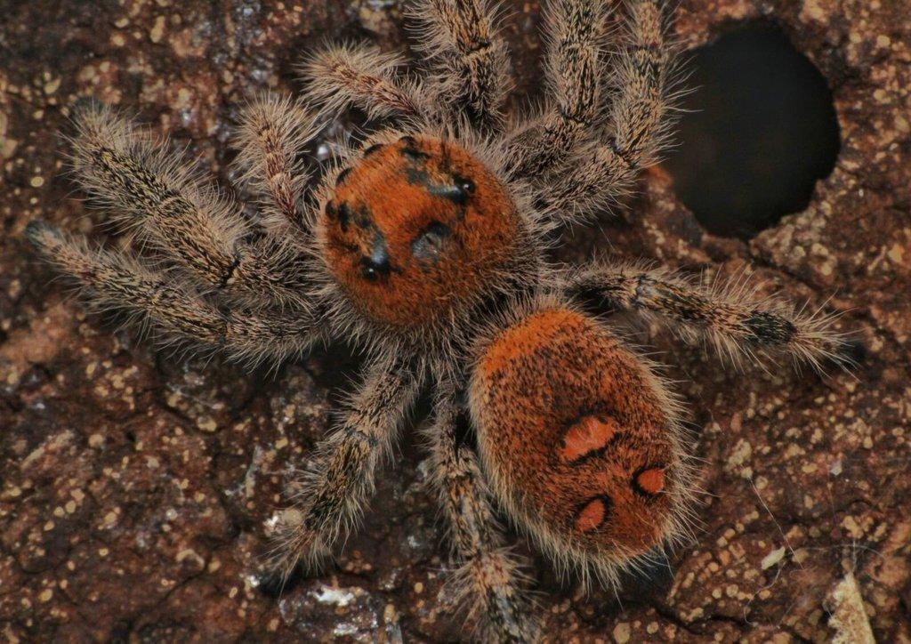 Phidippus regius Everglades, skákavka královská