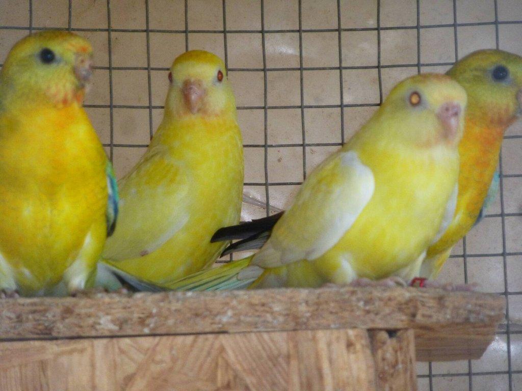 Prodám papoušek zpěvavý