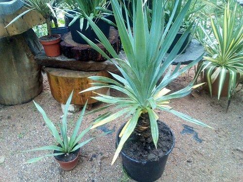 Juka, yucca mrazuvzdorná