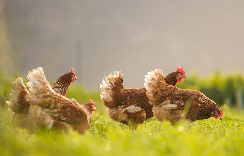 Slepice Nosnice Dominanty 22 týdnů staré, těsně před snáškou, 10 barev na výběr!