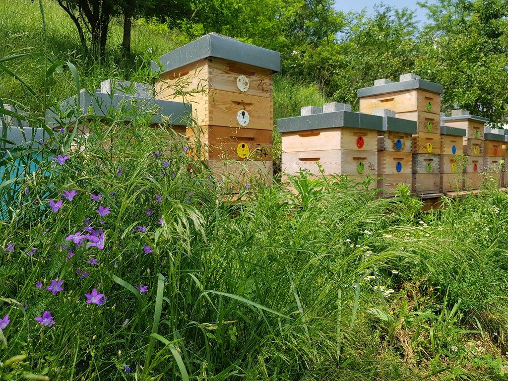 Včelí oddělky Langstroth 2/3, 6 rámků, 2026