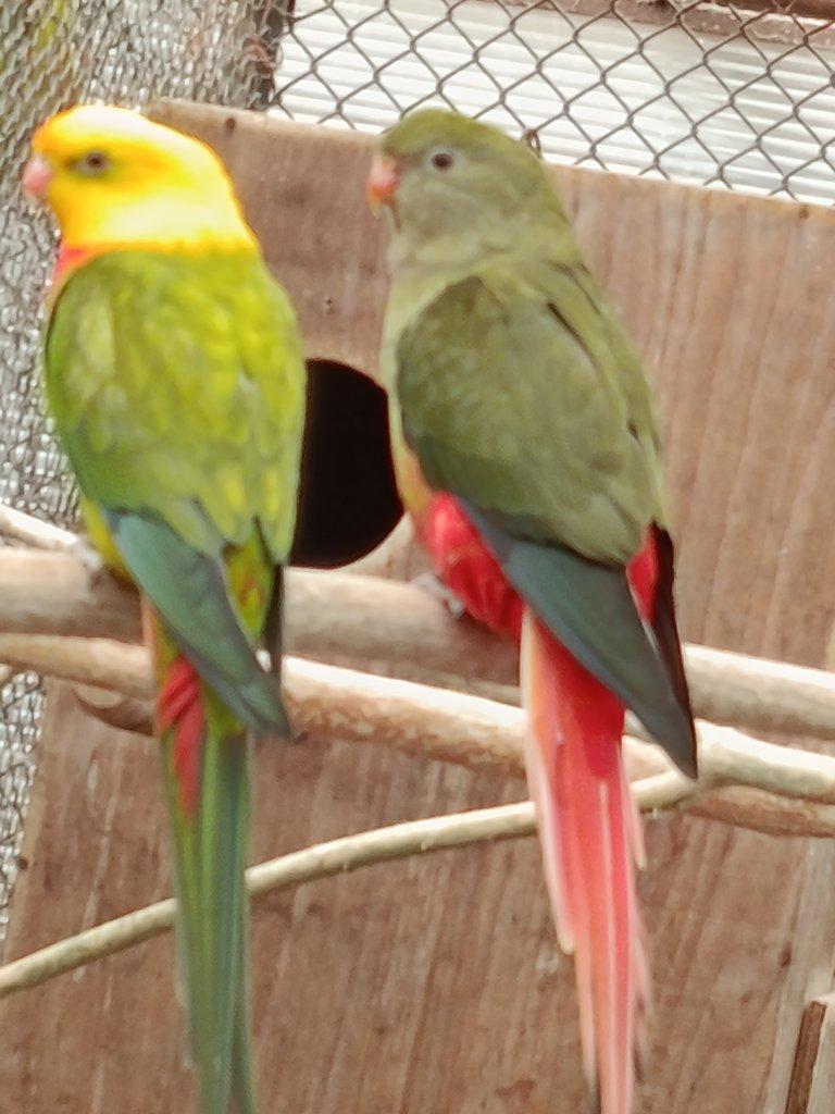 Prodám 1:0 ALEX.V.LUTINO RED FACTOR 2024 DNA