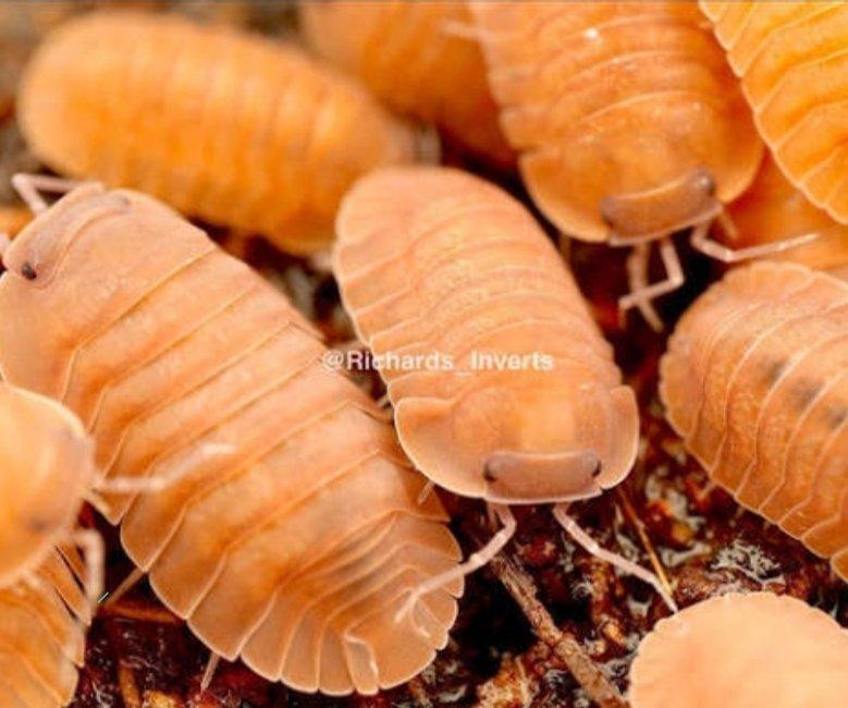 Cubaris sp. "SALMON" - MEGA AKCE!!!