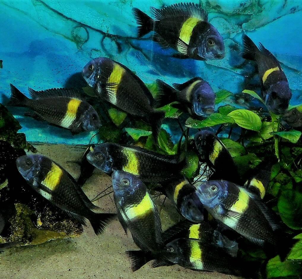 Tropheus duboisi "Maswa"