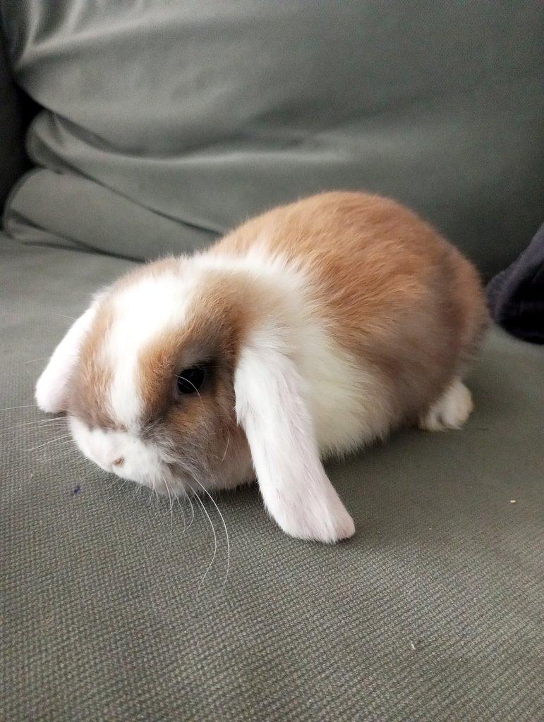 Zakrslý beránek králíček