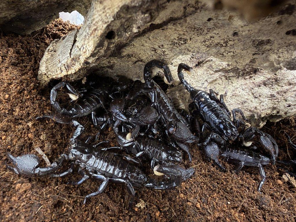 PANDINUS IMPERATOR - Veleštír císařský - ZIVA 20.12.