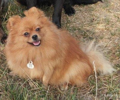 Německý špic malý s PP-bereme záznamy na štěňata barvy orange a orange sable