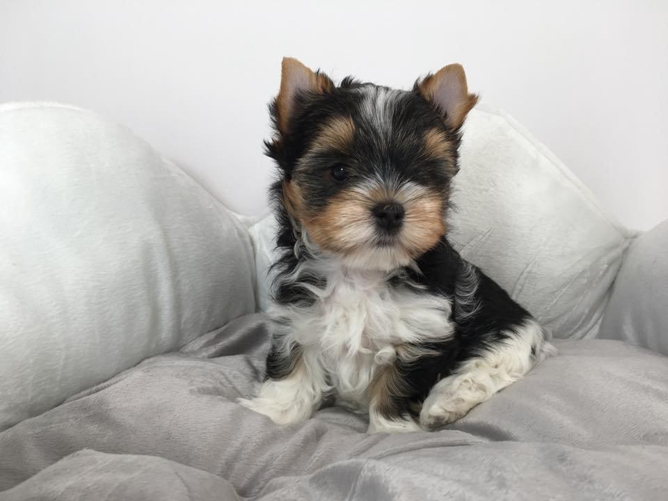 Biewer Jorkšírský teriér bez PP