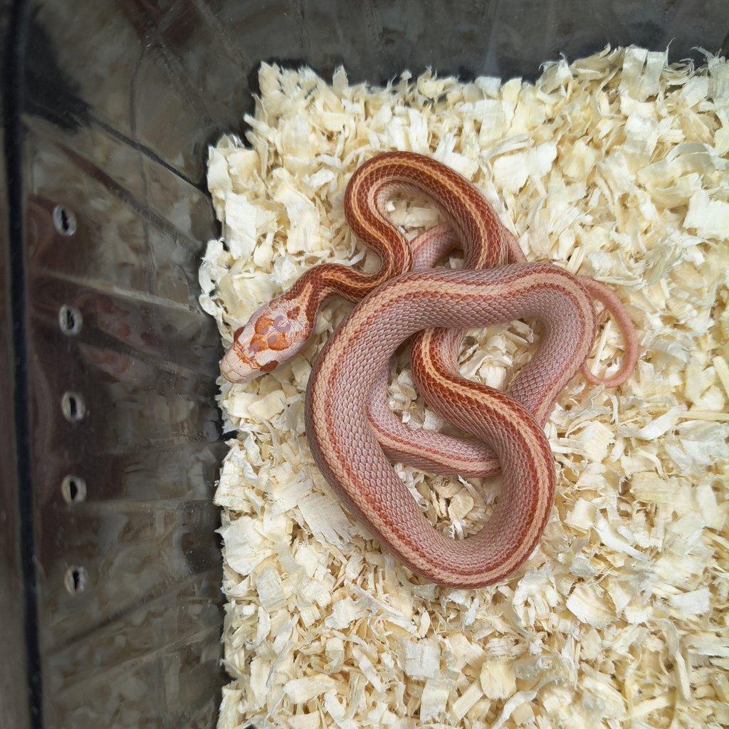 Užovka červená - Fauna trhy Ostrava 15.2.