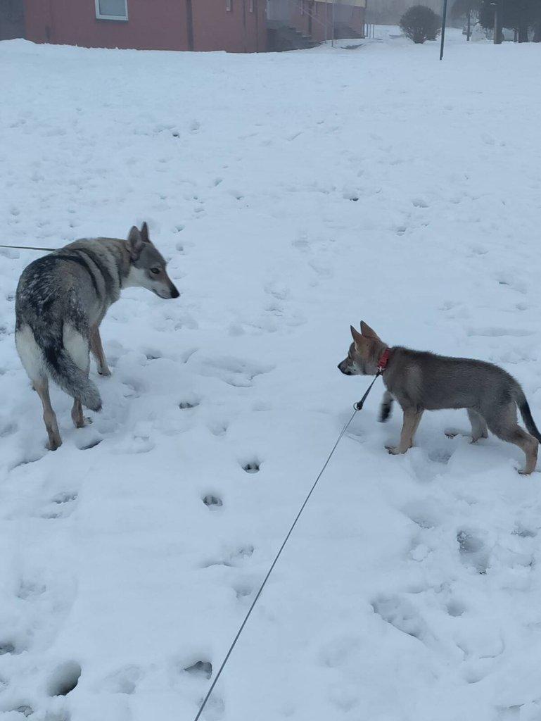 Československý vlčák - štěně s PP TOP prac.spojení