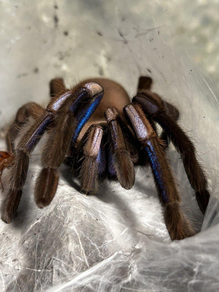 Chilobrachys natanicharum 2. - 3. svlek
