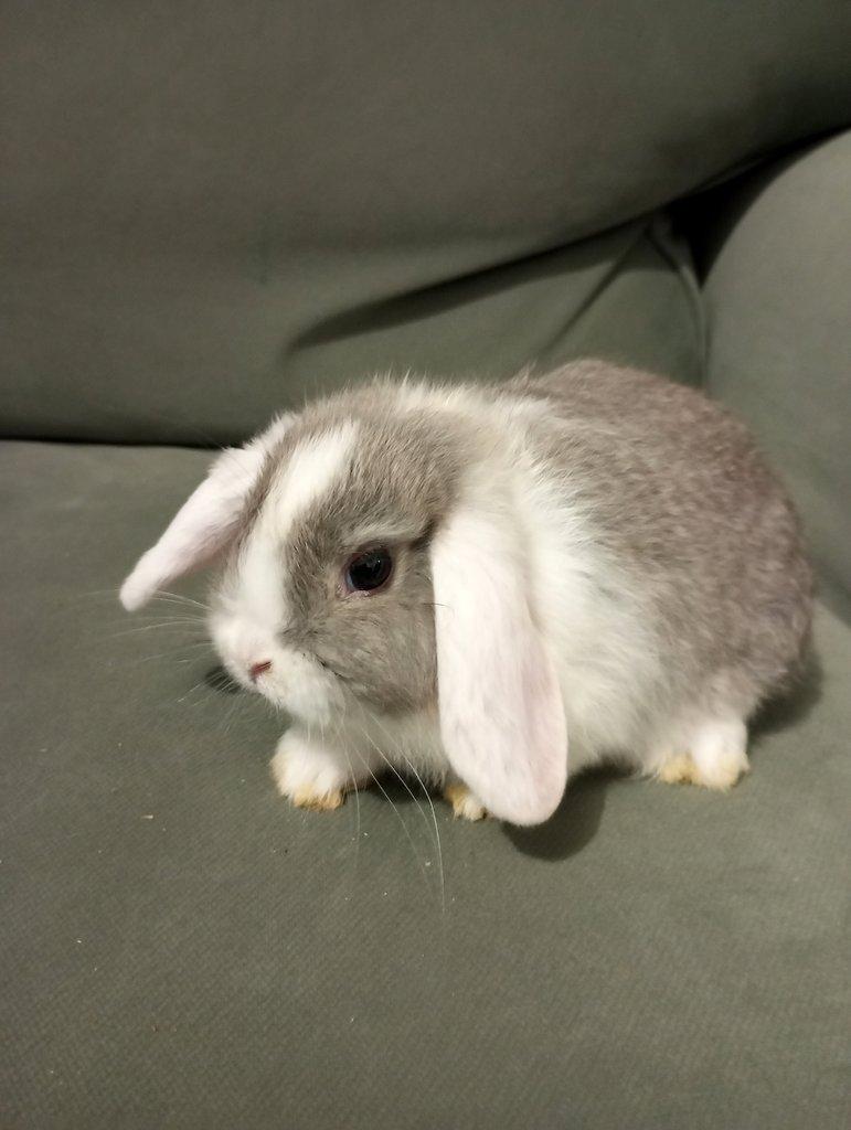 Zakrslý beránek králíček